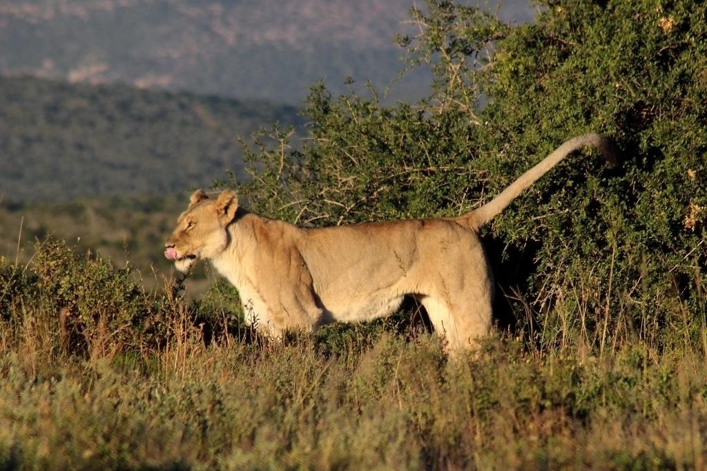 IMG_1482 lioness spraying low res 01