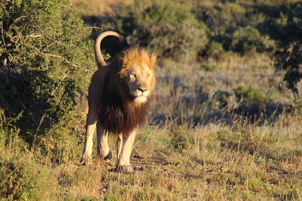 IMG_1506 Male lion low res 03