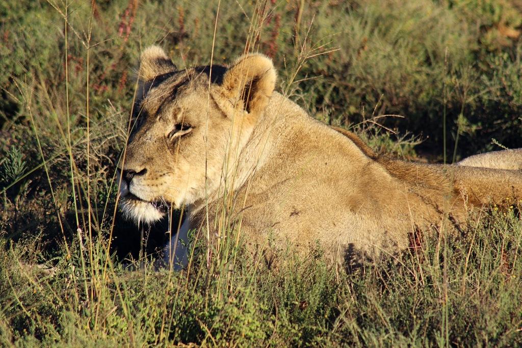 IMG_1598 lioness head shot low res 07