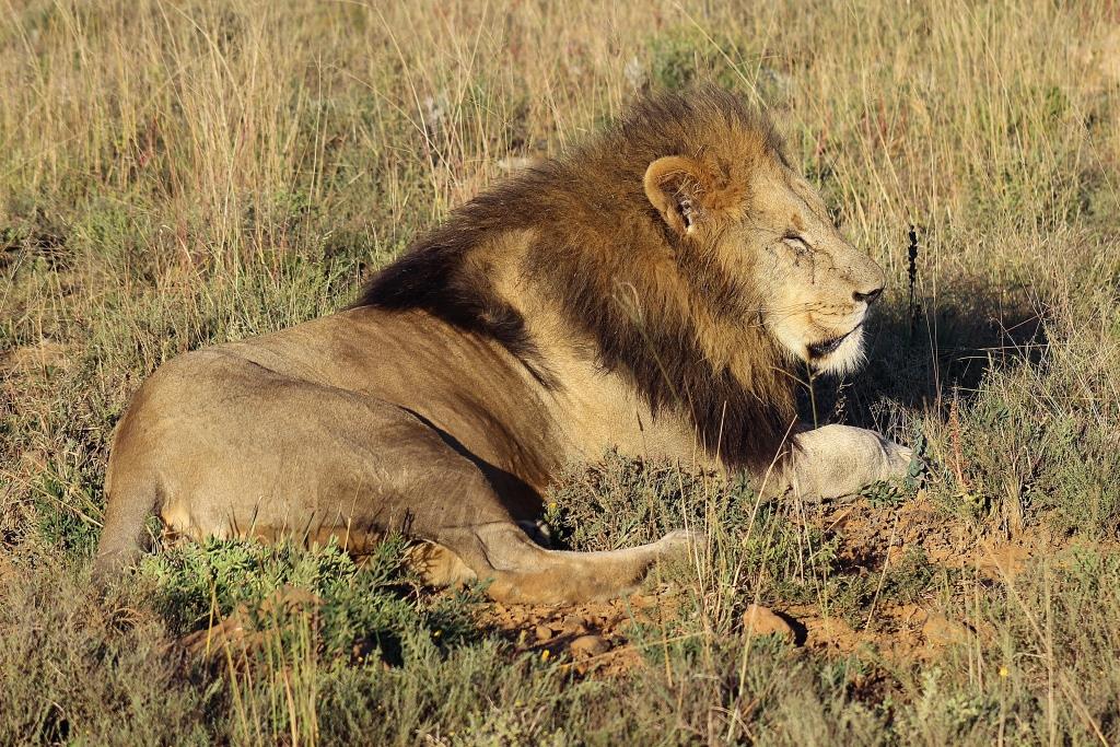 IMG_1600 Big male lion low res 08