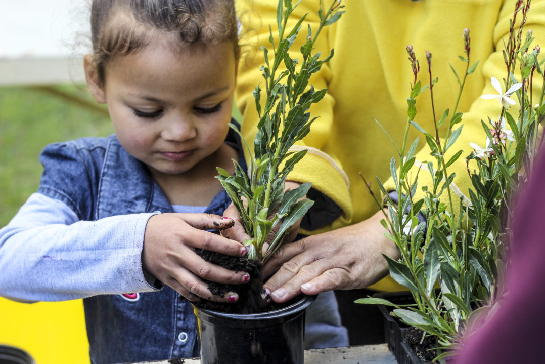 Horticultural Day - Flowers_17