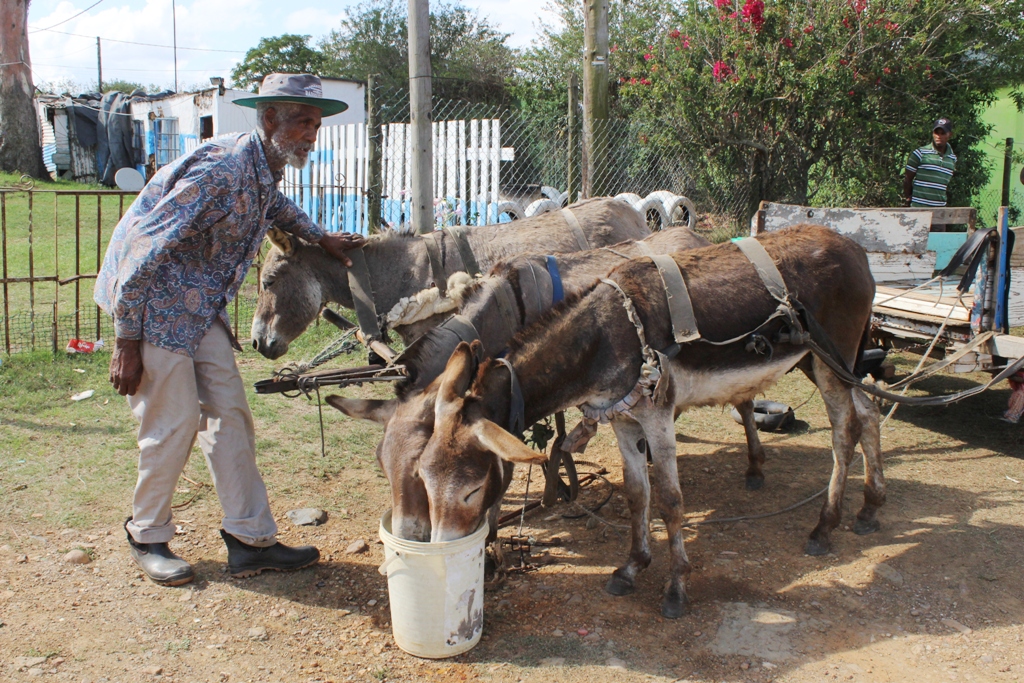 IMG_4498_DONKEYS DRINK_WEB