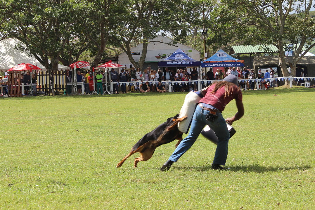 IMG_9782 Police dog training