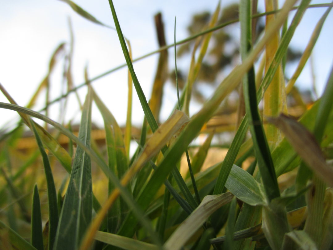 The beautiful blooming green grass of Nombulelo Senior Secondary where students chill during break time. © Chulumanco Kuhlane.